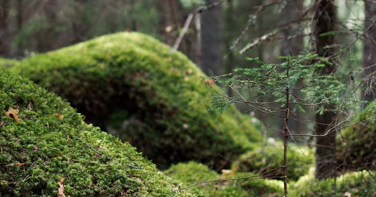 Papu Design is involved in the Carbon Neutral Textile 2035 commitment